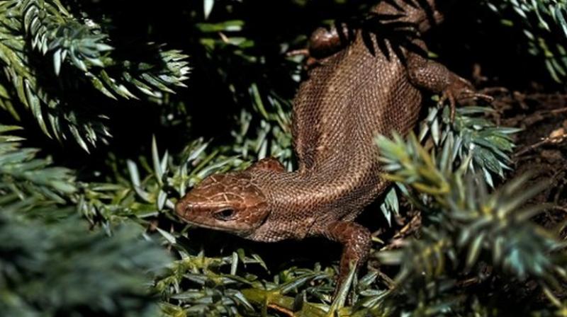 Scans of the fossilised skeleton of Megachirella revealed the chameleon-sized reptile was an ancestor of today's lizards and snakes. (Photo: AFP) Scans of the fossilised skeleton of Megachirella revealed the chameleon-sized reptile was an ancestor of today's lizards and snakes. (Photo: AFP)