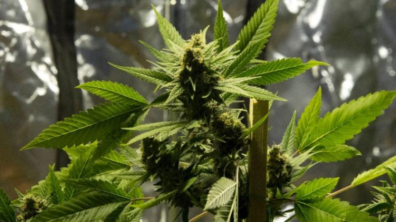 Legalisation of marijuana had eased the caseload of the police and judiciary. (Photo: AFP) Legalisation of marijuana had eased the caseload of the police and judiciary. (Photo: AFP)