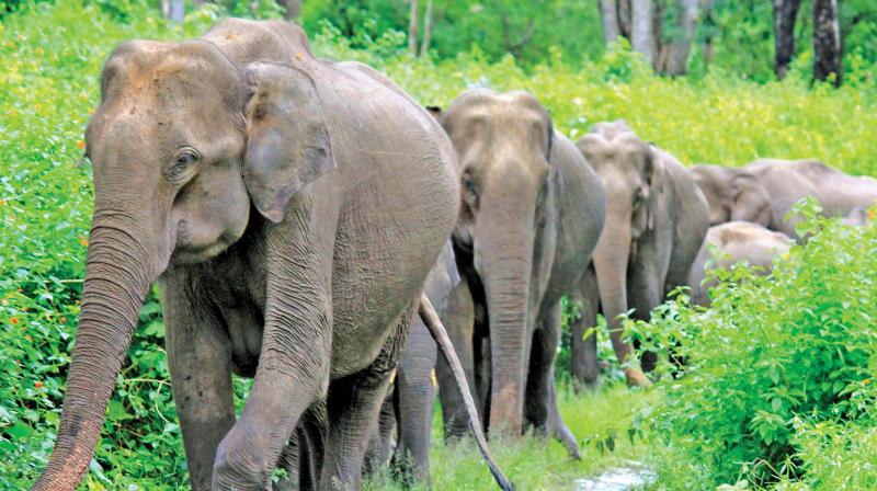The court also issued directions to remove encroachments and constructions in the corridor.(Image Dc) The court also issued directions to remove encroachments and constructions in the corridor.(Image Dc)