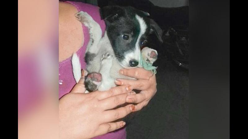 Puppy with its legs chopped off. (Photo: Twitter) Puppy with its legs chopped off. (Photo: Twitter)
