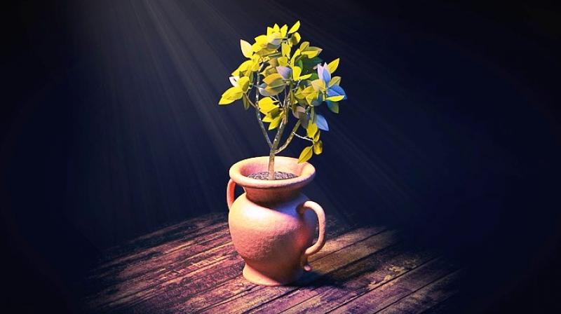 Another way to fertilize houseplants is to feed them as you water them. (Photo: Representation/Pixabay) Another way to fertilize houseplants is to feed them as you water them. (Photo: Representation/Pixabay)