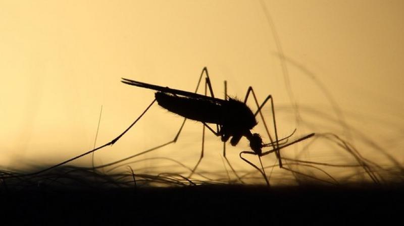 This study is a first step towards gaining more insight into how DENV2 reacts and adapts to the host's immunological defences. (Photo: ANI) This study is a first step towards gaining more insight into how DENV2 reacts and adapts to the host's immunological defences. (Photo: ANI)