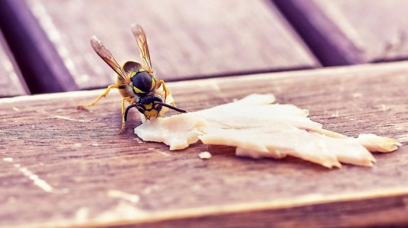 Eventually, insect labriculture could turn up some altogether more familiar flavours. (Photo: Representational/Pixabay) Eventually, insect labriculture could turn up some altogether more familiar flavours. (Photo: Representational/Pixabay)