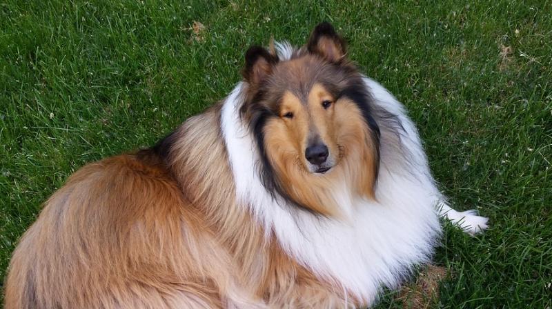 During the two-day trial, jurors heard horrific details about how O’Connor cooked the dog with seasoning. During the two-day trial, jurors heard horrific details about how O’Connor cooked the dog with seasoning.