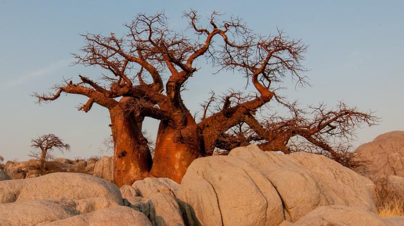 Africa's iconic baobab trees dying off at alarming rate. (Photo: Pixabay) Africa's iconic baobab trees dying off at alarming rate. (Photo: Pixabay)