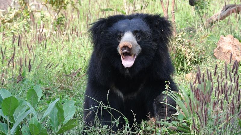 Nepal's last known dancing bear moved to India. (Photo: Pixabay) Nepal's last known dancing bear moved to India. (Photo: Pixabay)