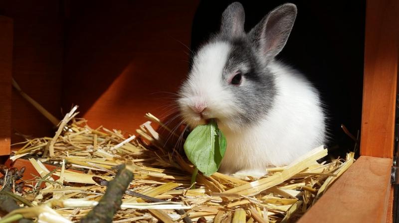 California became the first US state to pass a law aimed at stemming a post-holiday deluge of maturing rabbits being abandoned or euthanised. (Photo: Representational/Pixabay) California became the first US state to pass a law aimed at stemming a post-holiday deluge of maturing rabbits being abandoned or euthanised. (Photo: Representational/Pixabay)