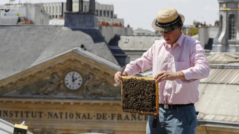 Audric de Campeau is a French urban beekeeper, and his beehives sit atop monuments and office buildings and on rooftop terraces in the French capital. (Photo: AFP) Audric de Campeau is a French urban beekeeper, and his beehives sit atop monuments and office buildings and on rooftop terraces in the French capital. (Photo: AFP)