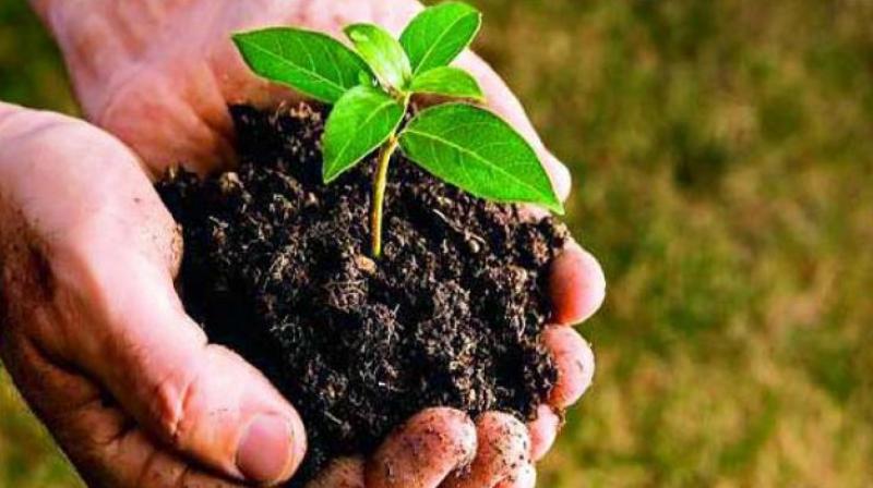 Over 300 grown trees that were marked for felling because of road widening works have been translocated. (Representational image) Over 300 grown trees that were marked for felling because of road widening works have been translocated. (Representational image)
