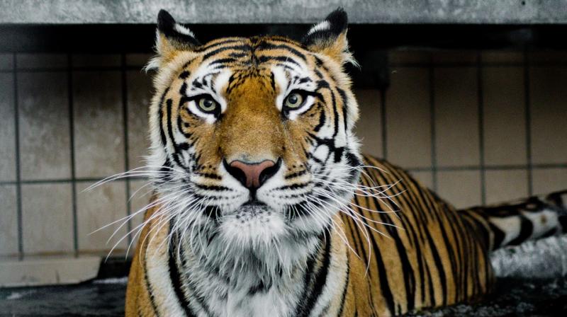 Images of the woman are doing the rounds on social media showing her lying on her back as the tiger pinned her to the ground, probably closing in for the kill. (Photo: Pixabay) Images of the woman are doing the rounds on social media showing her lying on her back as the tiger pinned her to the ground, probably closing in for the kill. (Photo: Pixabay)
