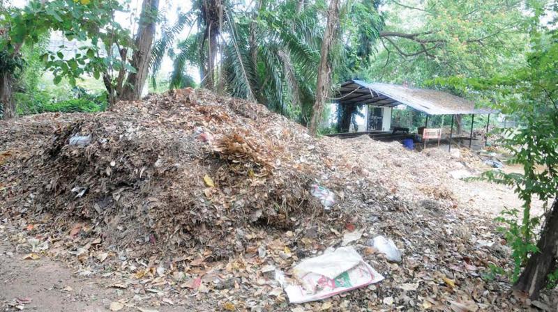 Heap of dried leaves lying accumulated at the Thiruvananthapuram Zoo on Thursday. (Photo: DC) Heap of dried leaves lying accumulated at the Thiruvananthapuram Zoo on Thursday. (Photo: DC)