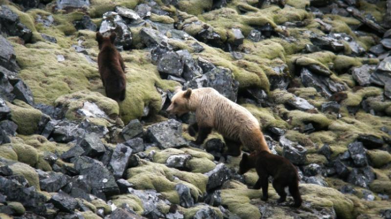 The bears have become a magnet for tourists in the Somiedo nature reserve, says local mayor Belarmino Fernandez. (Photo: AFP) The bears have become a magnet for tourists in the Somiedo nature reserve, says local mayor Belarmino Fernandez. (Photo: AFP)