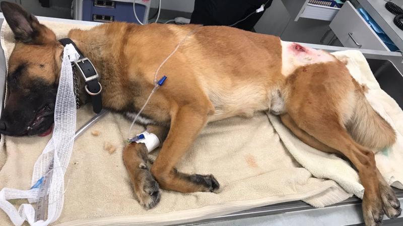 PBSO K9 Kasper took a bullet that was meant for his K9 Partner. (Photo: Twitter) PBSO K9 Kasper took a bullet that was meant for his K9 Partner. (Photo: Twitter)