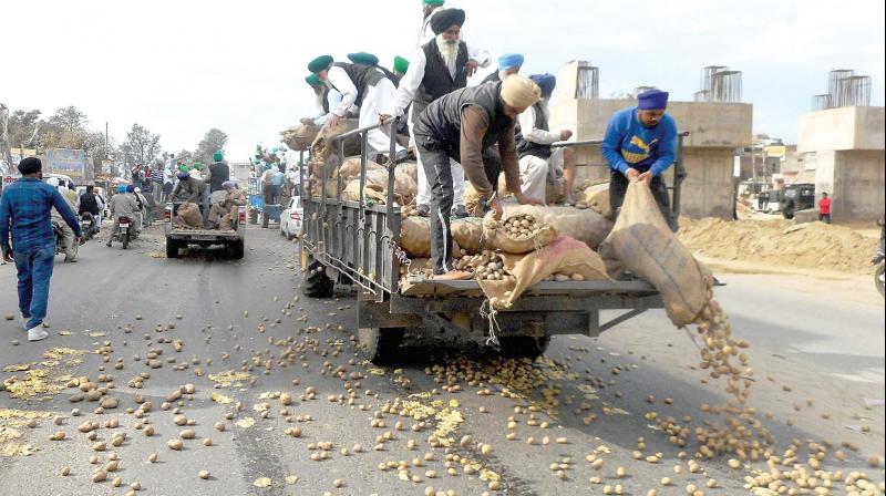 Farmers dump potatoes on the road due to falling prices in Jalandhar. (Photo: PTI) Farmers dump potatoes on the road due to falling prices in Jalandhar. (Photo: PTI)