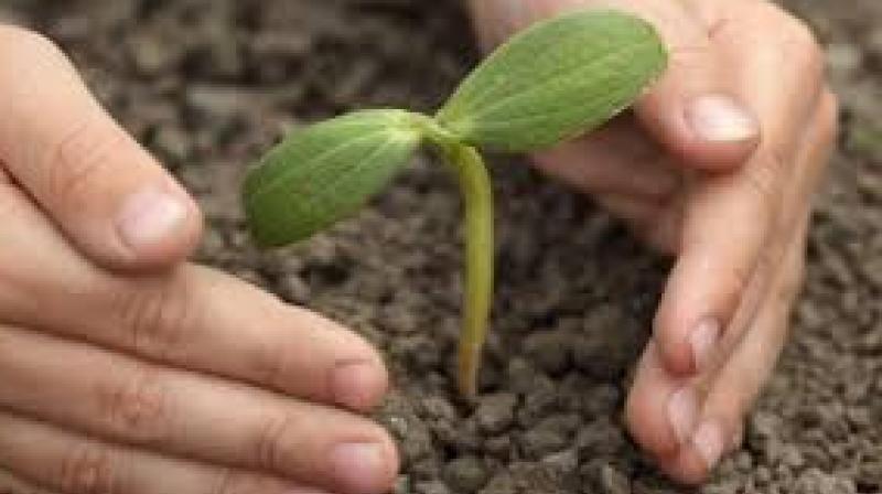 The Haritha Haram project, to improve green cover in the state from the existing 24 per cent to 33 per cent, was launched in 2015. The Haritha Haram project, to improve green cover in the state from the existing 24 per cent to 33 per cent, was launched in 2015.