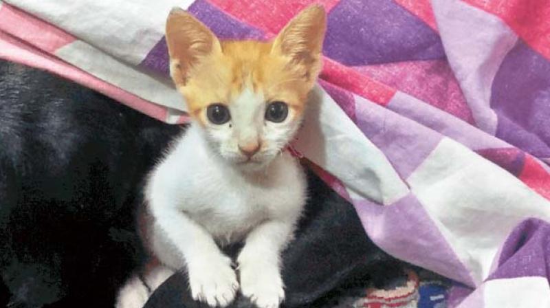 Jhumu had earlier edged out hundreds of other lovable rescued cats to become one of 10 finalists. Jhumu had earlier edged out hundreds of other lovable rescued cats to become one of 10 finalists.