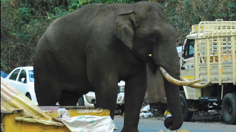 A wild elephant at Munnar eco point. (file pic) A wild elephant at Munnar eco point. (file pic)