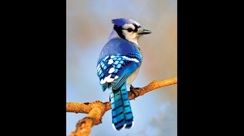 The results will be compared with the earlier survey results and available birds’ occurrence data and an analysis will help formulate conservation plans. The results will be compared with the earlier survey results and available birds’ occurrence data and an analysis will help formulate conservation plans.