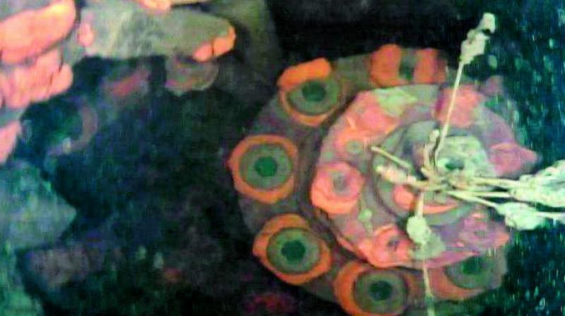 Images taken by the robot, for the first time, show large amounts of solidified lumps of metal and fuel on the floor of the primary containment vessel Images taken by the robot, for the first time, show large amounts of solidified lumps of metal and fuel on the floor of the primary containment vessel
