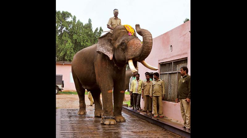 Dasara Jumbo Arjuna undergoes a weight check Dasara Jumbo Arjuna undergoes a weight check