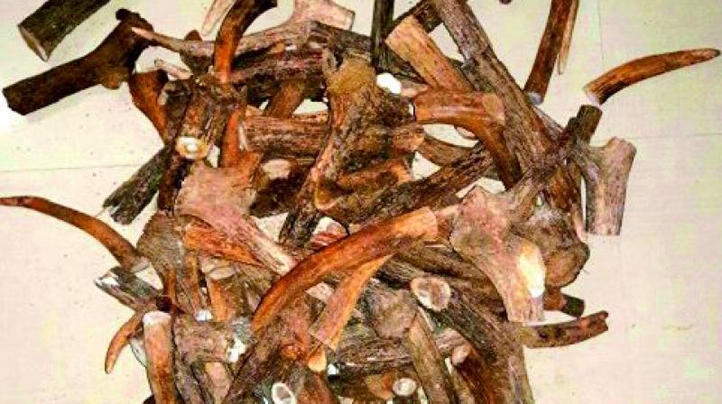 The Wildlife Crime Control Bureau of Odisha on Wednesday seized 50 kilogram of Sambar deer horns The Wildlife Crime Control Bureau of Odisha on Wednesday seized 50 kilogram of Sambar deer horns
