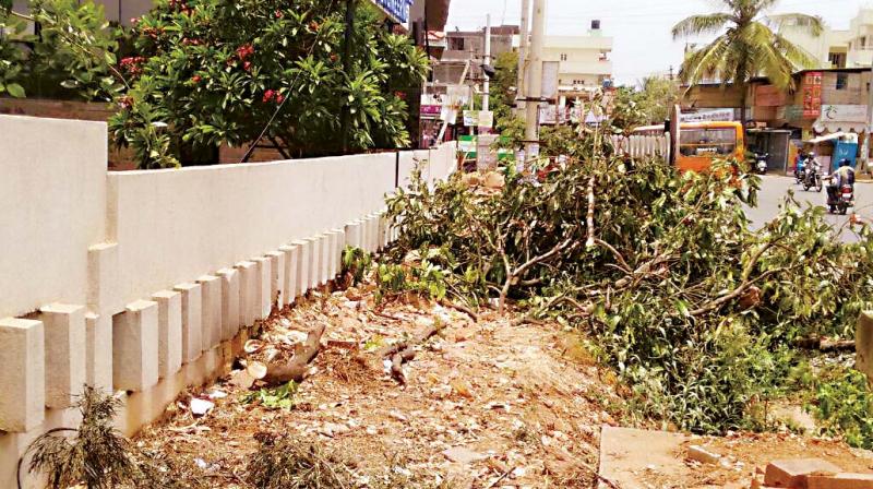 The 11 axed trees on Hessaraghatta Main Road, near Chikkasandra The 11 axed trees on Hessaraghatta Main Road, near Chikkasandra