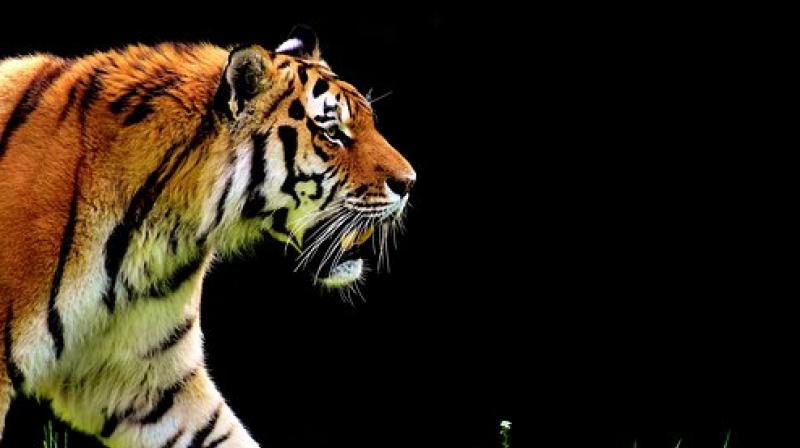 Eric Bormann killed the one-and-a-half-year-old tigress called Mevy after people spotted her wandering around in Paris. (Photo: Pixabay) Eric Bormann killed the one-and-a-half-year-old tigress called Mevy after people spotted her wandering around in Paris. (Photo: Pixabay)