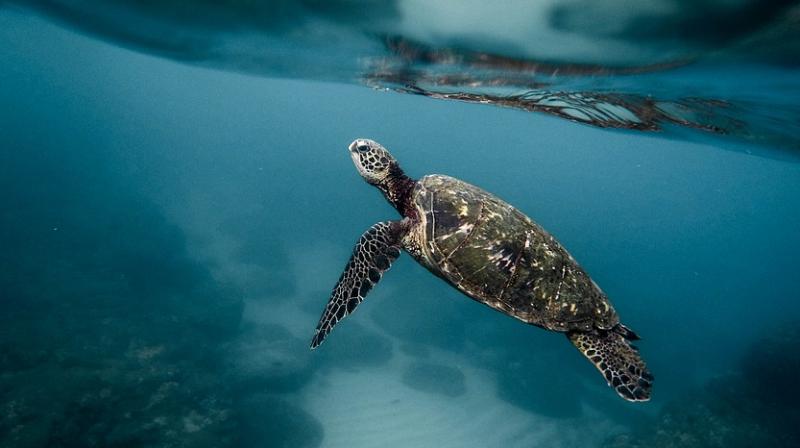 Saving Turkey's turtles from builders and boats. (Photo: Pixabay) Saving Turkey's turtles from builders and boats. (Photo: Pixabay)