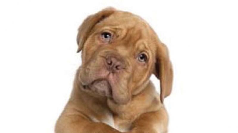 Whether canine lawyers actually exist is another matter altogether. Whether canine lawyers actually exist is another matter altogether.