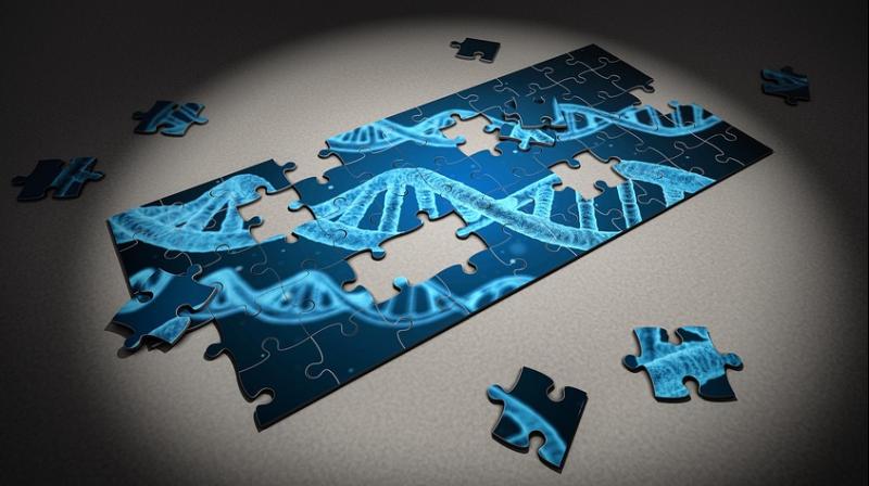 Some experts have thrown doubt on the exercise, saying the hair almost certainly did not belong to the Italian master, while credible DNA testing may prove impossible. (Photo: Representational/Pixabay) Some experts have thrown doubt on the exercise, saying the hair almost certainly did not belong to the Italian master, while credible DNA testing may prove impossible. (Photo: Representational/Pixabay)