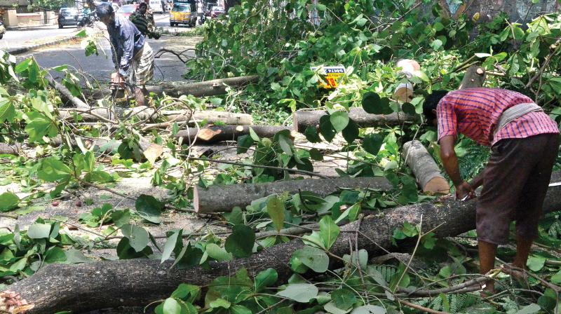 Pruning of branches on the roadside at the Keltron Complex in progress. —DC Pruning of branches on the roadside at the Keltron Complex in progress. —DC