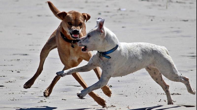 The three youngsters, all under the age of 12 were killed by packs of dogs in separate attacks on Tuesday. (Photo: Pixabay) The three youngsters, all under the age of 12 were killed by packs of dogs in separate attacks on Tuesday. (Photo: Pixabay)
