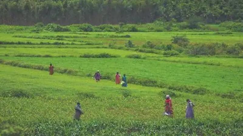 Millet organisations and enthusiastic farmers will be part of the two-year-long awareness campaign for producing minor millets in huge quantities in the district to highlight the rich quality of millet produced in India. (AFP Photo)