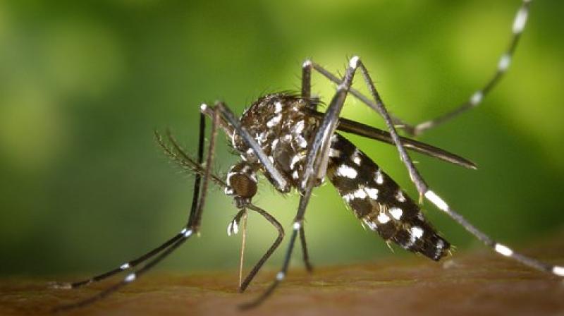 Zika virus can infect these early microglia, sneaking into the brain where they transmit the virus to other brain cells. (Photo: Pixabay) Zika virus can infect these early microglia, sneaking into the brain where they transmit the virus to other brain cells. (Photo: Pixabay)