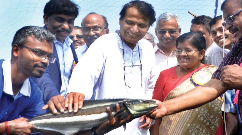 Union Commerce Minister Suresh Prabhu who arrived for the inauguration of the multi-species aquaculture complex of MPEDA at Vallarpadam in Kochi on Saturday touching the fish Cobia(Motha) . State Fisheries Minister J Mercykutty Amma is also seen (Photo: Sunoj ninan mathew) Union Commerce Minister Suresh Prabhu who arrived for the inauguration of the multi-species aquaculture complex of MPEDA at Vallarpadam in Kochi on Saturday touching the fish Cobia(Motha) . State Fisheries Minister J Mercykutty Amma is also seen (Photo: Sunoj ninan mathew)