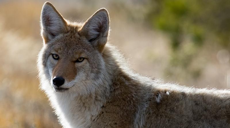Police say the man was in his yard when he saw the coyote and approached it. (Photo: Pixabay) Police say the man was in his yard when he saw the coyote and approached it. (Photo: Pixabay)