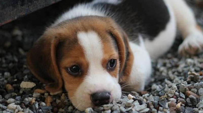 There is increasing recognition of the therapeutic function pets can play in relation to mental health. (Photo: Pixabay) There is increasing recognition of the therapeutic function pets can play in relation to mental health. (Photo: Pixabay)