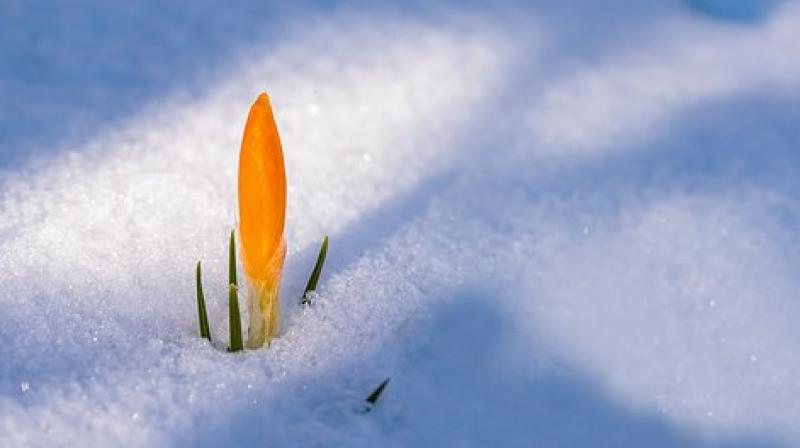 The 2017 experiment showed it was safe to eat snow that was a half-day old, and safer to eat it in the colder months. (Photo: Pixabay) The 2017 experiment showed it was safe to eat snow that was a half-day old, and safer to eat it in the colder months. (Photo: Pixabay)