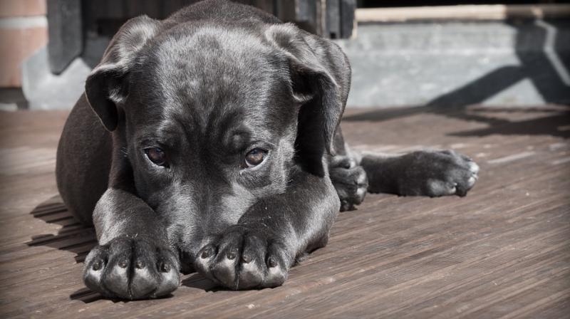 The Delta Animal Shelter shared a letter on Facebook from the family of Peanut, an abused dog that arrived at the shelter nearly a year ago. (Photo: Pixabay) The Delta Animal Shelter shared a letter on Facebook from the family of Peanut, an abused dog that arrived at the shelter nearly a year ago. (Photo: Pixabay)