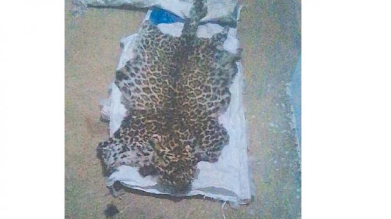 The leopard skin seized on Sunday The leopard skin seized on Sunday