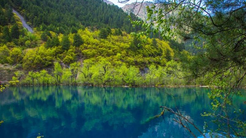 The subtle cooling slows down respiratory decay processes and carbon dioxide production in the lakes, increasing carbon burial within the sediments. (Photo: ANI) The subtle cooling slows down respiratory decay processes and carbon dioxide production in the lakes, increasing carbon burial within the sediments. (Photo: ANI)