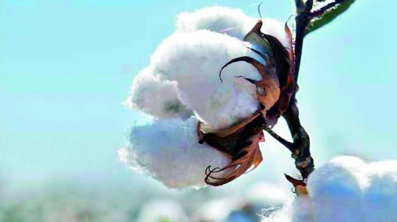 Farmers are busy in agriculture operations as the weather improved after a long time. Farmers are busy in agriculture operations as the weather improved after a long time.