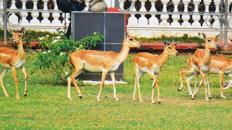 Endangered black buck fawns roaming free inside the lush Raj Bhavan on Thursday. (Photo: DC) Endangered black buck fawns roaming free inside the lush Raj Bhavan on Thursday. (Photo: DC)