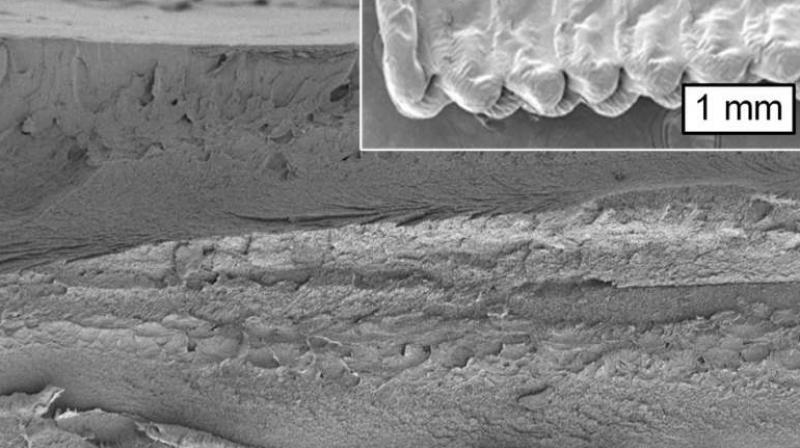 Image from a scanning electron microscope shows a cross section of an object printed using cellulose. (Photo: MIT) Image from a scanning electron microscope shows a cross section of an object printed using cellulose. (Photo: MIT)