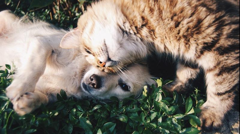 Here are some tips to design interiors that would please you, and also be ideal for your pet. (Photo: Pixabay) Here are some tips to design interiors that would please you, and also be ideal for your pet. (Photo: Pixabay)
