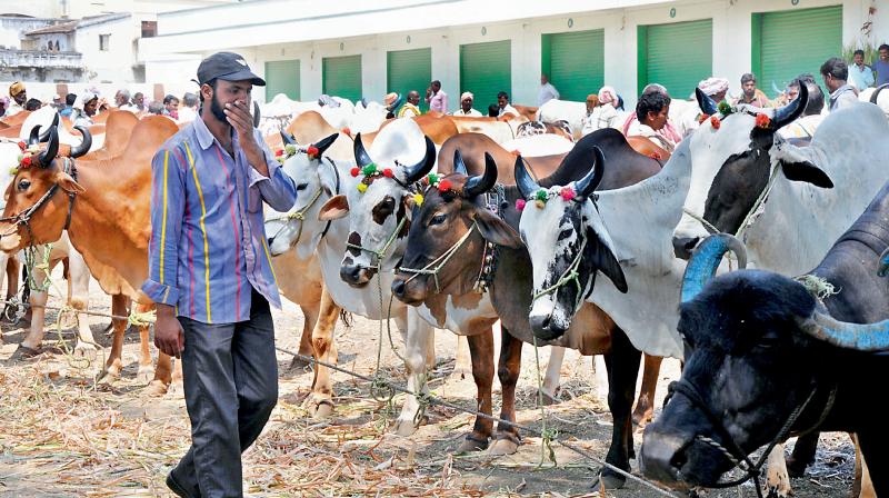 Cattle on display at one of the markets. Centre has recently issued new rules which looks at cruelties done at these markets. (Photo: DC) Cattle on display at one of the markets. Centre has recently issued new rules which looks at cruelties done at these markets. (Photo: DC)