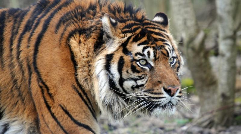 Governments must redouble their efforts and address the entire wildlife trafficking value chain, before it's too late. (Photo: Pixabay) Governments must redouble their efforts and address the entire wildlife trafficking value chain, before it's too late. (Photo: Pixabay)