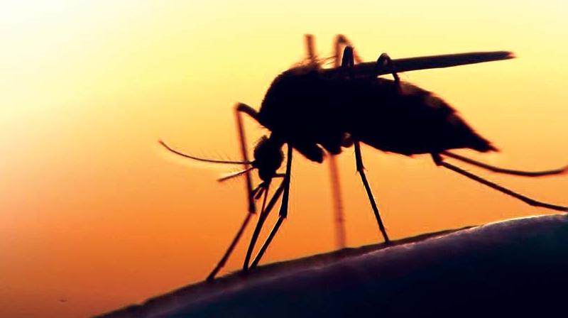 As per reports from the National Vector Borne Disease Control Programme, in 2018 there were 433 cases of malaria in BBMP limits As per reports from the National Vector Borne Disease Control Programme, in 2018 there were 433 cases of malaria in BBMP limits
