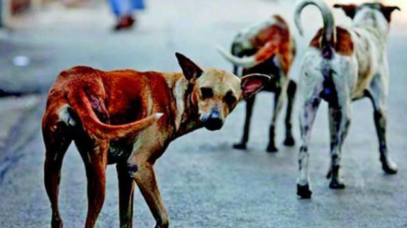 As many as 20 people were injured in an attack by a stray dog at Lingamguntla in Pedakurapadu of Guntur district on Friday. (Representational image) As many as 20 people were injured in an attack by a stray dog at Lingamguntla in Pedakurapadu of Guntur district on Friday. (Representational image)