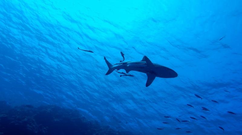 Researchers focused on two species of sharks -- the swell shark and the chain catshark. (Photo: Pixabay/Representational Image) Researchers focused on two species of sharks -- the swell shark and the chain catshark. (Photo: Pixabay/Representational Image)